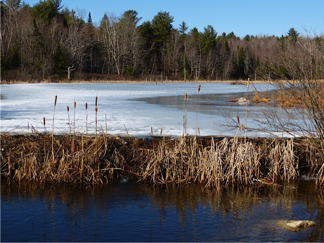 Maine's Hidden Gem: Salmon Brook Lake Bog - A Nature Lover's Paradise