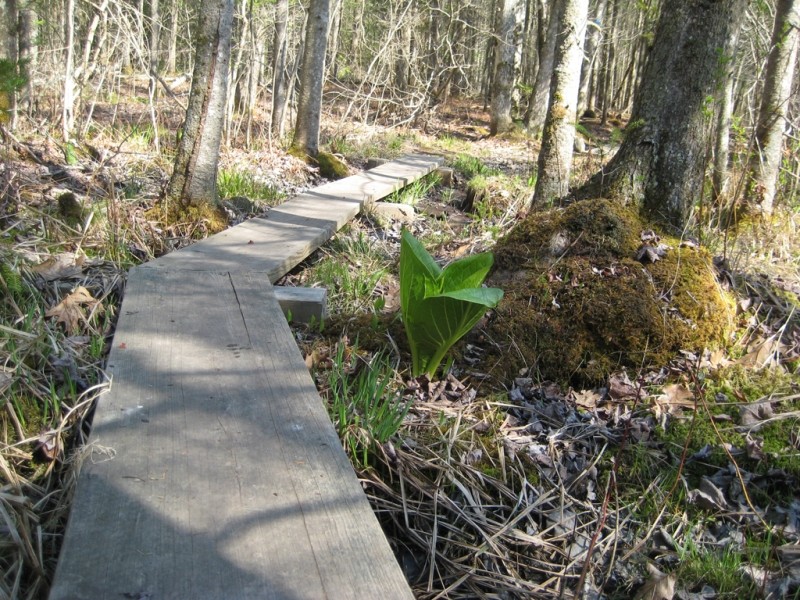 Highland Path Thomaston Town Forest Maine Trail Finder