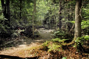 FOREST TRAIL forest trail: