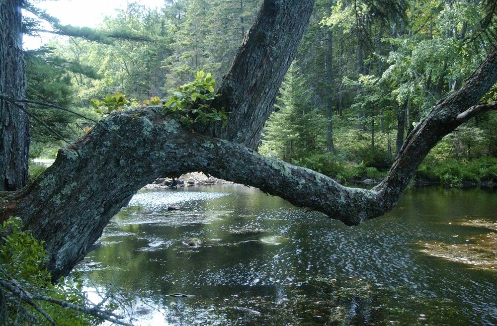 Crooked Farm Preserve Maine Trail Finder